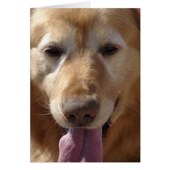 Golden Retriever (Devant)