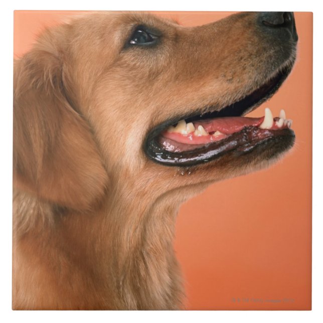 Golden retriever 7 fliese (Vorderseite)