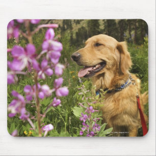 Golden retriever auf dem Gebiet Mousepad