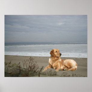 Golden retriever auf dem Strand-Druck Poster