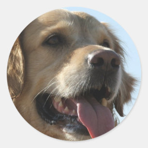 Golden retriever-Aufkleber Runder Aufkleber