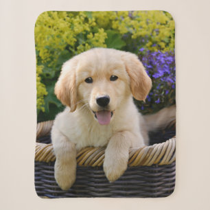 Golden Retriever Baby Hund Welpe Funny Pet Foto Sherpadecke