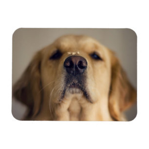 Golden Retriever Balancing Leckerei on Nose Magnet