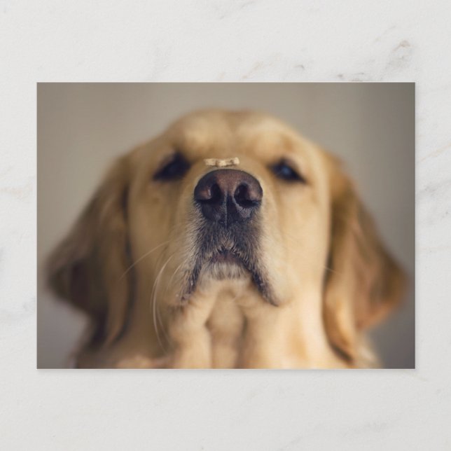 Golden Retriever Balancing Leckerei on Nose Postkarte (Vorderseite)