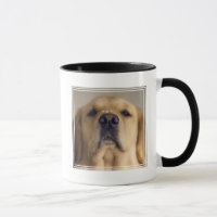 Golden Retriever Balancing Leckerei on Nose
