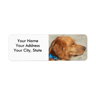 Golden Retriever Beach Dog