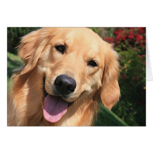 Golden retriever - Bennie Dayz