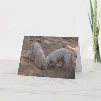 Golden Retriever Blank Foto Card Karte