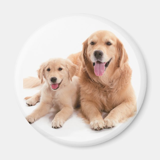 Golden Retriever Buddies Magnet (Vorne)