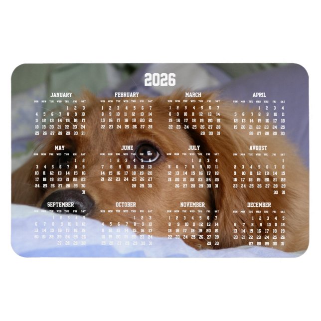 Golden Retriever Calendar 2026 Großes Foto Magnet (Horizontal)