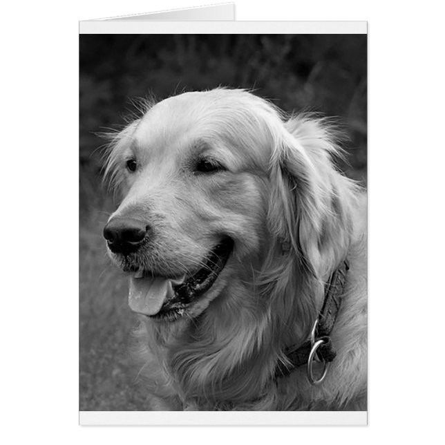 Golden Retriever Chien Chien Chien Chien Chien Bla (Devant)