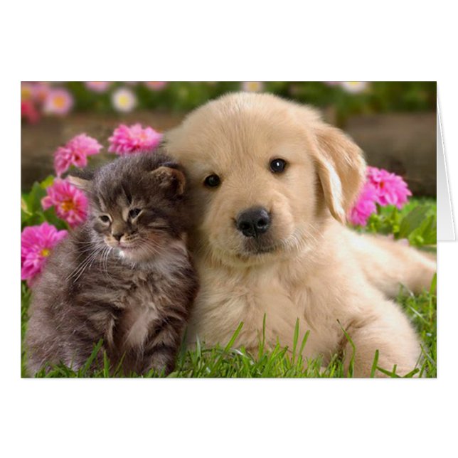 Golden Retriever Chien Chien Chien Et Kitten Blond (Devant Horizontal)