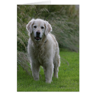 Golden retriever courant 2
