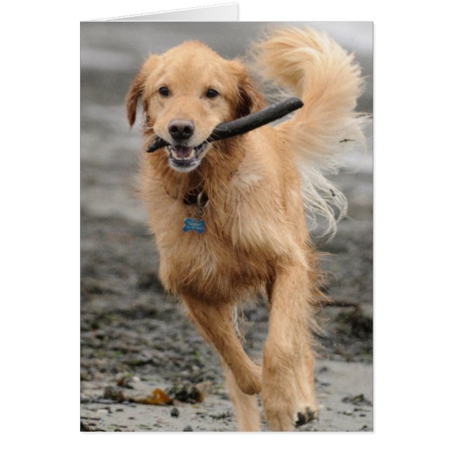 Golden Retriever Courant Avec Bâton Dans La Bouche (Devant)