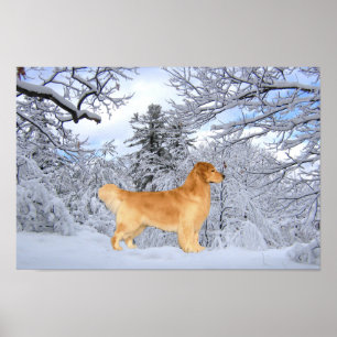 Golden retriever-Danny-Jungen-Druck Poster