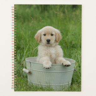 Golden Retriever Dans Le Bassin De Lavage