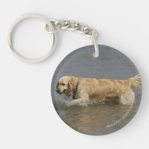 Golden retriever dans l'eau
