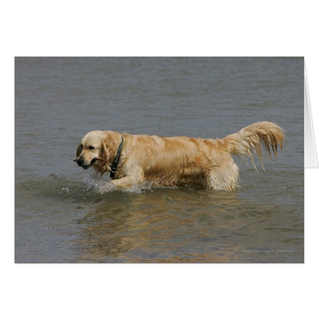 Golden Retriever dans l'eau (Devant horizontal)