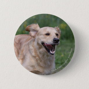 Golden retriever, das 1 laufen lässt button