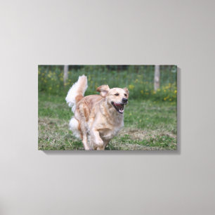 Golden retriever, das 1 laufen lässt leinwanddruck