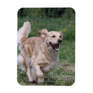 Golden retriever, das 1 laufen lässt magnet