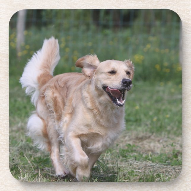 Golden retriever, das 1 laufen lässt untersetzer (Vorderseite)