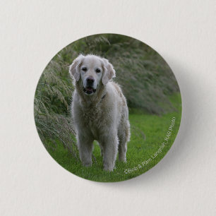 Golden retriever, das 2 laufen lässt button
