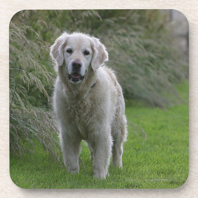 Golden retriever, das 2 laufen lässt getränkeuntersetzer (Vorderseite)
