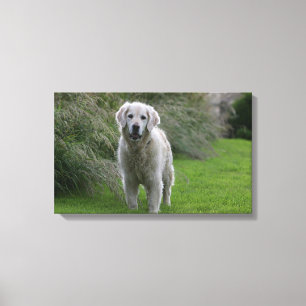 Golden retriever, das 2 laufen lässt leinwanddruck