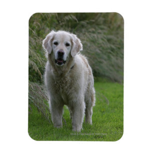 Golden retriever, das 2 laufen lässt magnet