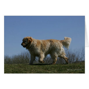 Golden retriever, das 3 laufen lässt