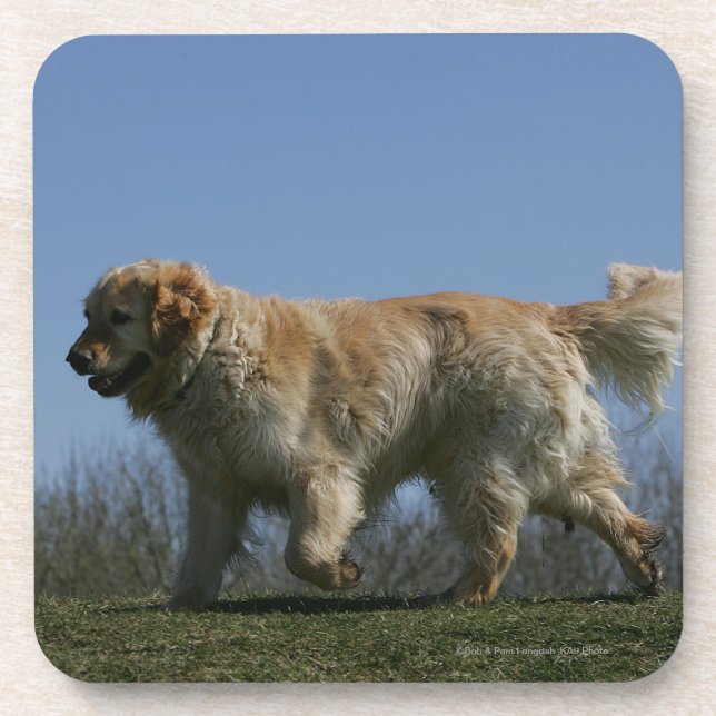 Golden retriever, das 3 laufen lässt getränkeuntersetzer (Vorderseite)