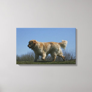 Golden retriever, das 3 laufen lässt leinwanddruck