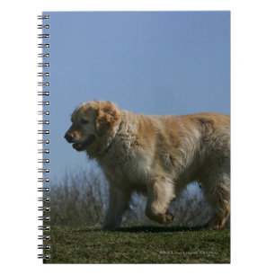 Golden retriever, das 3 laufen lässt notizblock