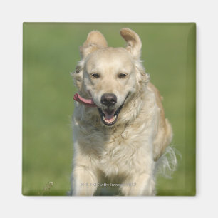 Golden retriever, das durch Wiese läuft Magnet