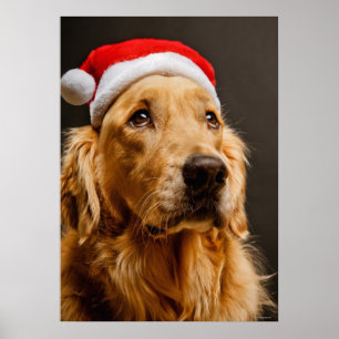 Golden retriever, das für sein Weihnachten Poster