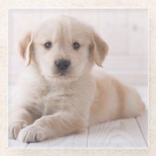 Golden retriever, das sich hinlegt glasuntersetzer