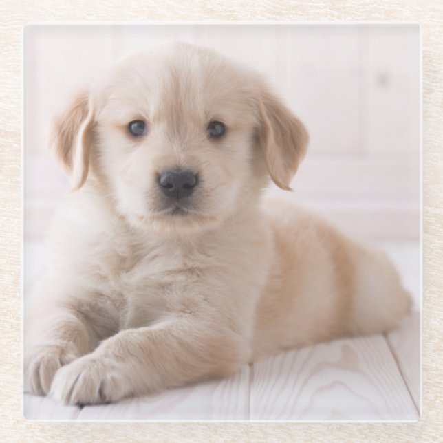 Golden retriever, das sich hinlegt glasuntersetzer (Vorderseite)