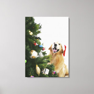 Golden retriever, das Weihnachtsbaum aufpasst Leinwanddruck