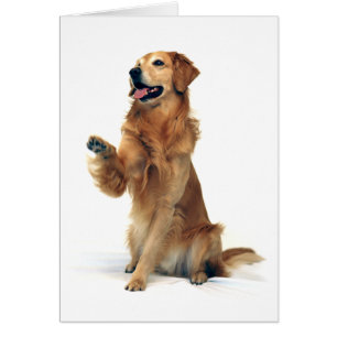 Golden retriever de ondulation