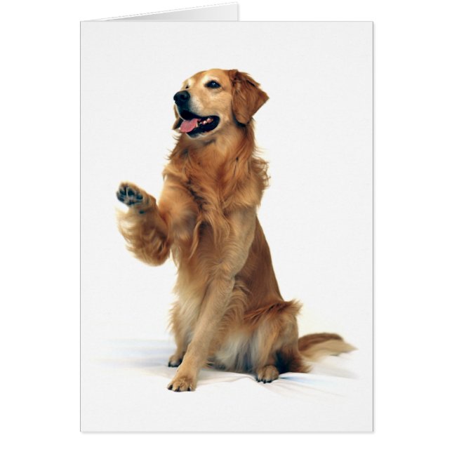 Golden retriever de ondulation (Devant)