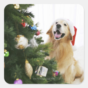 Golden Retriever, der Weihnachtsbaum beobachtet Quadratischer Aufkleber