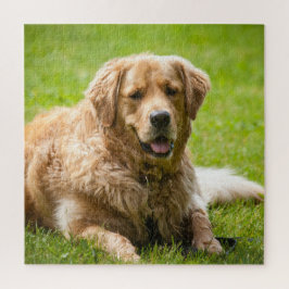 Golden Retriever Dog