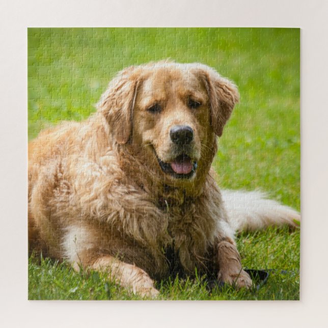 Golden Retriever Dog (Vertikal)