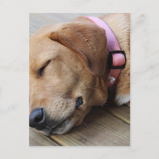 Golden Retriever Dog #4 Postkarte (Vorderseite)