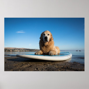 Golden Retriever Dog auf einem Paddelbrett Poster