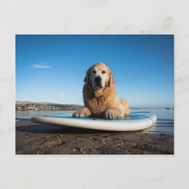Golden Retriever Dog auf einem Paddelbrett Postkarte (Vorderseite)