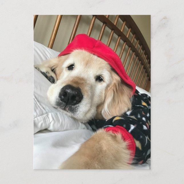 Golden Retriever Dog in Pajamas wird gut Postkarte (Vorderseite)