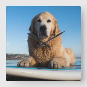 Golden Retriever Dog  Laying On A Paddle Board Quadratische Wanduhr