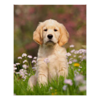 Golden Retriever Dog Niedlich Goldie Puppy, Foto